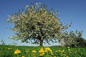 Avium: Cherry Tree blooming