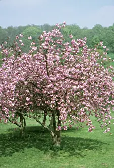 Cherries: Cherry Tree - In blossom