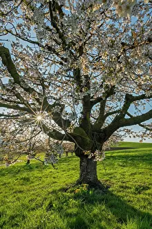 Prunus: Cherry Tree Blossom (Prunus avium) Kirschbaum, S