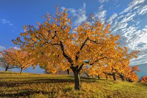 Brightly: Cherry Tree - brightly yellow and orange coloured foliage of