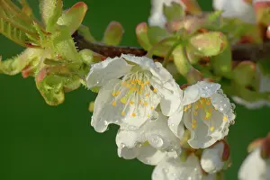 Avium: Cherry Tree - dew on blossoms of a blooming Cherry