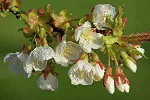 Avium: Cherry Tree - dew on blossoms of a blooming Cherry