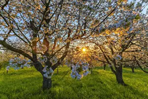 130319: Cherry tree - flowering cherry trees in full bloom
