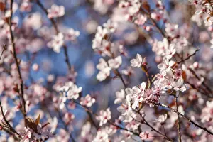 150518: cherry tree flowers - Galicia, Spain