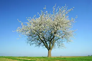 Avium: Cherry tree - single flowering cherry tree with