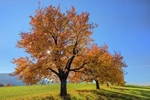 Brightly: Cherry Tree - sun lights up brightly yellow and orange colou