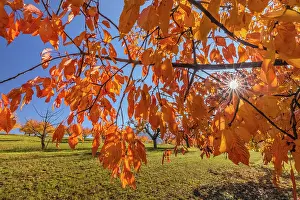 Brightly: Cherry Tree - sun lights up brightly yellow and orange colou