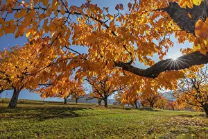 Brightly: Cherry Tree - sun lights up brightly yellow and orange colou