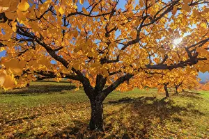Brightly: Cherry Tree - sun lights up brightly yellow and orange colou
