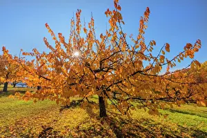 Brightly: Cherry Tree - sun lights up brightly yellow and orange colou