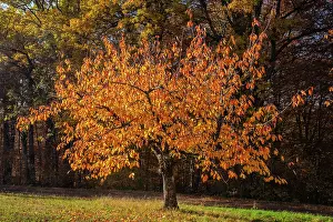 Brightly: Cherry Tree - sun lights up brightly yellow and orange colou