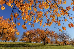 Brightly: Cherry Tree - sun lights up brightly yellow and orange colou