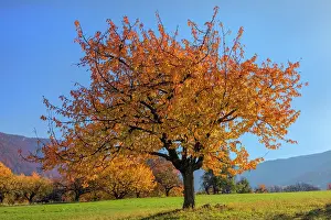 Brightly: Cherry Tree - sun lights up brightly yellow and orange colou