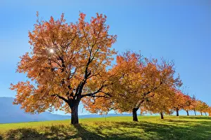 Brightly: Cherry Tree - sun lights up brightly yellow and orange colou
