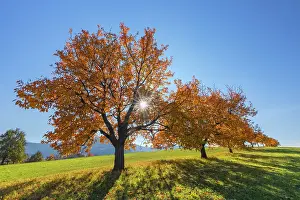 190422: Cherry Tree - sun lights up brightly yellow and orange colou