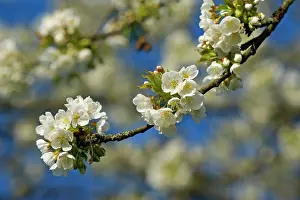 Twigs: Cherry Tree - twigs of a blooming Cherry Tree in
