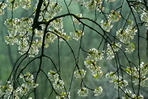 Twigs: Cherry Tree - twigs of a blooming Cherry Tree in