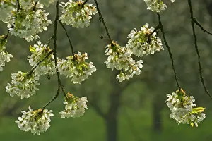 Twigs: Cherry Tree - twigs of a blooming Cherry Tree in