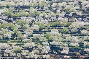 Jerte: Cherry Tree / Wild Cherry / Sweet Cherry - in full