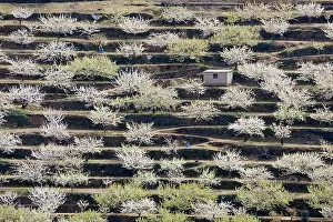 Jerte: Cherry Tree / Wild Cherry / Sweet Cherry - in full