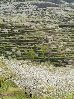 Jerte: Cherry Tree / Wild Cherry / Sweet Cherry - in full