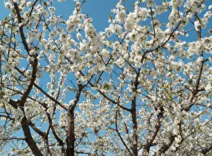 Jerte: Cherry Tree / Wild Cherry / Sweet Cherry - in full
