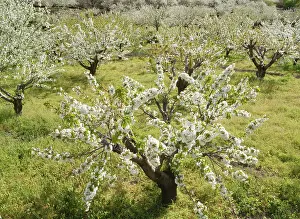 Jerte: Cherry Tree / Wild Cherry / Sweet Cherry - in full