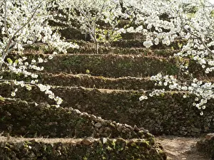 Avium: Cherry Tree / Wild Cherry / Sweet Cherry - in full