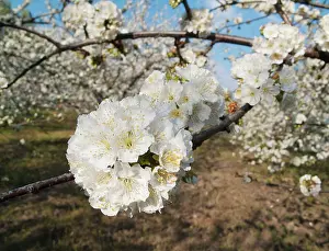 Avium: Cherry Tree / Wild Cherry / Sweet Cherry - in full