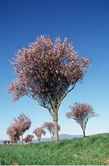 Cherry: CHERRY TREES - in blossom