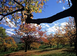 Groves: Cherry trees - grove in autumn colours