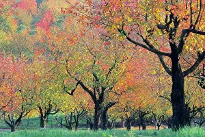 Cherries: Cherry Trees - orchard trees in autumn colour