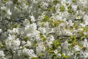 Prunus: Cherry, Weeping Yoshino cherry, Prunus x yedoensis