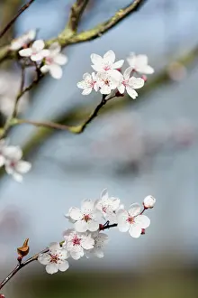 Avium: Cherry, Wild Cherry blossom, Prunus avium, Several