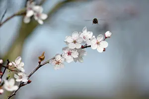Avium: Cherry, Wild Cherry blossom, Prunus avium, Several