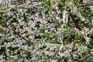 Perfume: Cherry, Wild Cherry, Prunus avium, White subject