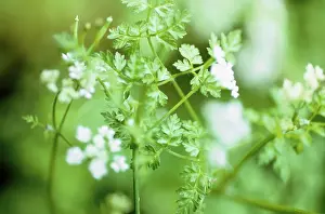 Anthriscus: Chervil