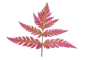 Anthriscus: Chervil