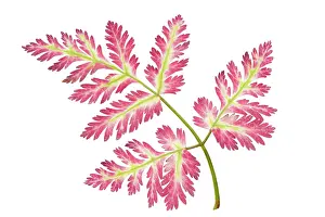 Anthriscus: Chervil