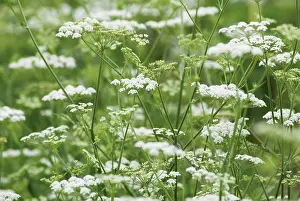 Anthriscus: Chervil