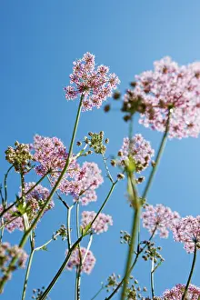 Optimism: Chervil