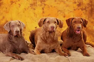 Bitches: Chesapeake Bay Retriever, three bitches lying next