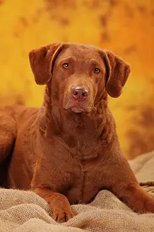 Bitch: Chesapeake Bay Retriever, female, lying, animal