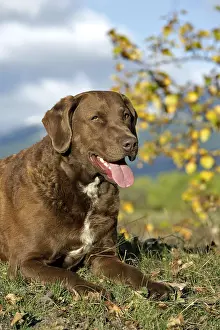 080519: Chesapeake Bay Retriever laying on grass, portrait