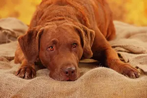 Chesapeake: Chesapeake Bay Retriever, male, 6 years, lying on