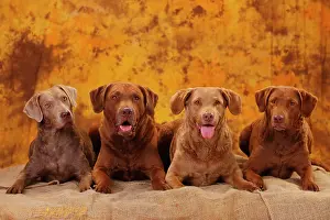 Bitches: Chesapeake Bay Retriever, male with three bitches