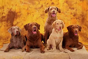Bitch: Chesapeake Bay Retriever, male, three bitches and