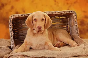 Chesapeake: Chesapeake Bay Retriever, puppy, 10 weeks