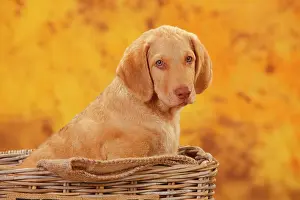 Chesapeake: Chesapeake Bay Retriever, puppy sitting in basket