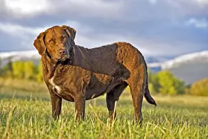 Blurred: Chesapeake Bay Retriever standing in field, watching